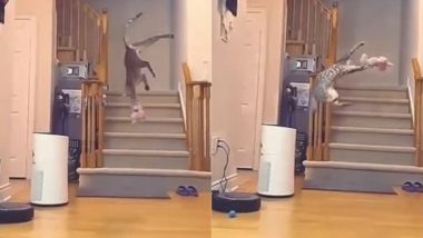 Cat Stunt Viral Video: इस बिल्ली के स्टंट के आगे अच्छे-अच्छे स्टंटमैन हैं फेल, वायरल वीडियो देख हैरान हो जाएंगे आप