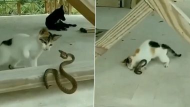 सांप को सामने देखते ही बिल्ली ने खोया आपा, नागराज पर किया अटैक और फिर... (Watch Viral Video)