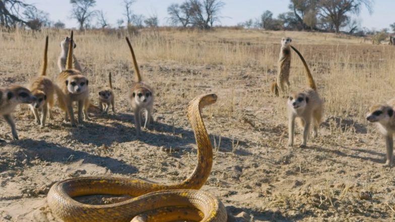 King Cobra vs Mongoose: नेवलों के झुंड ने पूरी प्लानिंग के साथ किंग कोबरा को घेरा, फिर जो हुआ... देखें वायरल वीडियो