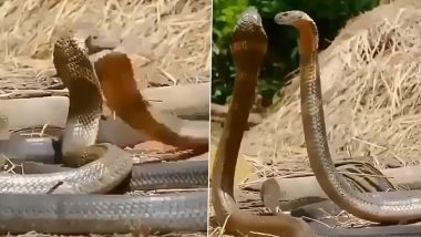 जब दो किंग कोबरा ने किया रोमांटिक डांस, सांपों का यह रोमांस देख आप भी कहेंगे ‘वाह’ (Watch Viral Video)