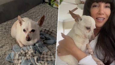 Oldest Living Dog: 21 वर्षीय Chihuahua है दुनिया का सबसे उम्रदराज जीवित डॉग, गिनीज वर्ल्ड रिकॉर्ड ने की पुष्टि (Watch Video)