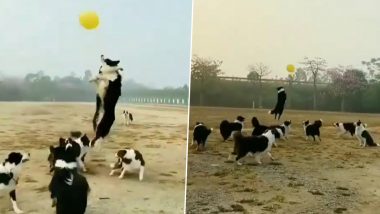 मस्तीभरे अंदाज में गुब्बारे के साथ खेलता नजर आया कुत्तों का झुंड, Viral Video जीत लेगा आपका दिल