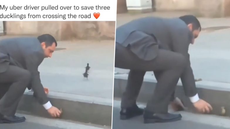Viral Video: कैब ड्राइवर ने सड़क पार करने में की बत्तख के बच्चों की मदद, वायरल वीडियो जीत लेगा आपका दिल