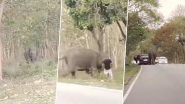 Elephant Viral Video: कार से उतरकर जंगल के रास्ते पर खड़ा होना शख्स को पड़ा महंगा, गुस्सैल हाथी ने लिया दौड़ा
