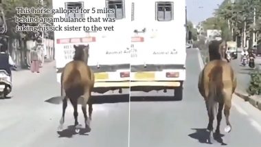 एंबुलेंस के पीछे करीब 5 मील तक दौड़ लगाकर अस्पताल पहुंचा घोड़ा, वजह जानकर भावुक हो जाएंगे आप (Watch Viral Video)