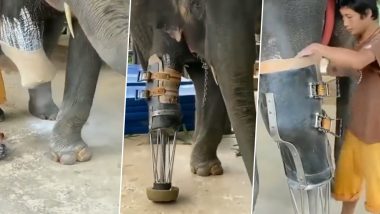 शख्स ने आर्टिफिशियल पैर देकर बदल दी विकलांग हाथी की ज़िंदगी, Viral Video में देखें कैसे चलने लगे गजराज