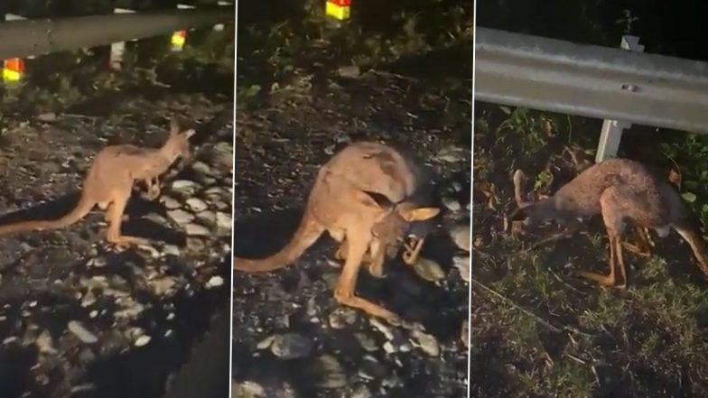 Viral Video: जलपाइगुड़ी की सड़कों पर दौड़ते कंगारुओं को देख उड़े लोगों के होश, हैरान करने वाला वीडियो हुआ वायरल