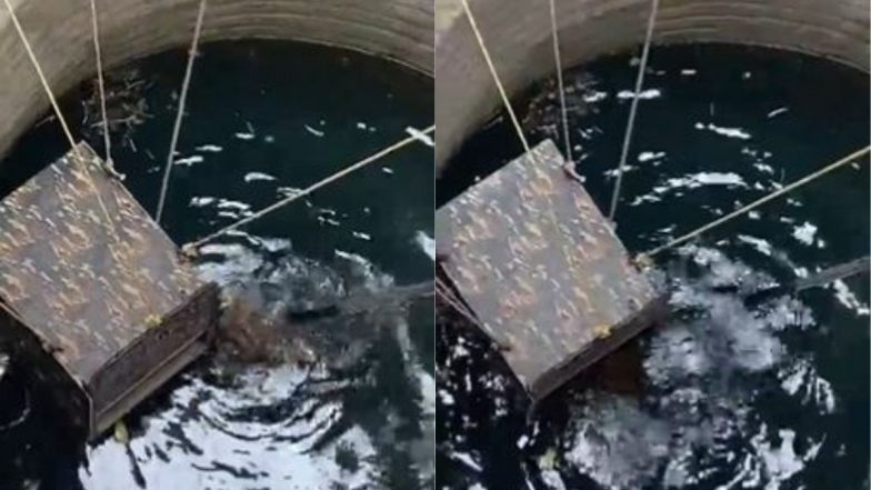 Leopard Rescue Viral Video: कुएं में गिरे तेंदुए को मिली नई जिंदगी, वन विभाग की टीम ने काफी मश्क्कत के बाद किया रेस्क्यू