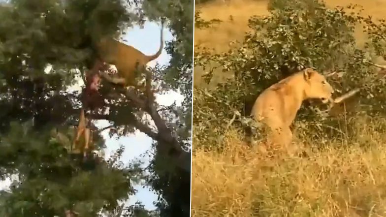 Viral Video: बब्बर शेर के चंगुल में फंसा तेंदुआ, ऐसे शिकारी को चकमा देकर फरार हुआ शिकार