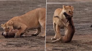 Viral Video: शेरनी के साथ पंगा लेना नन्हे हिरण को पड़ा भारी, जान देकर चुकानी पड़ी कीमत