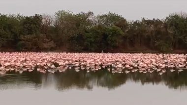 Maharashtra: नवी मुंबई में बड़ी संख्या में दिखे प्रवासी पक्षी- Video