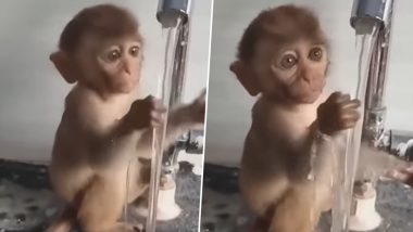नल से गिरते पानी को हाथों से पकड़ने की कोशिश करता दिखा नन्हा बंदर, उसकी क्यूटनेस ने जीता लोगों का दिल (Watch Viral Video)
