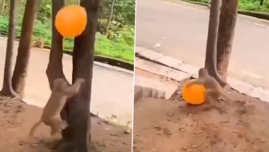 हवा में उछलकर गुब्बारे से खेलने लगा नन्हा बंदर, बार-बार देख जा रहा है यह मजेदार वीडियो (Watch Viral Video)