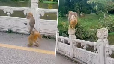 इंसानों की तरह दो पैरों पर चलते बंदर ने खींचा सबका ध्यान, Viral Video देख दंग रह जाएंगे आप