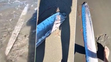 समुद्र किनारे अजीबो-गरीब जीव को देख उड़े लोगों के होश, जो दिखने में है सांप जितना लंबा और शार्क जैसा चौड़ा (Watch Viral Video)