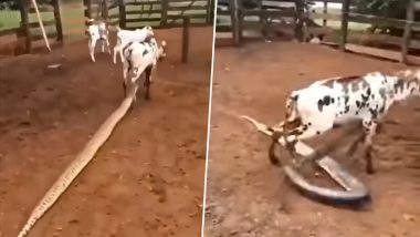 Viral Video: गाय के बाड़े में घुसकर विशालकाय अजगर ने मचाया आतंक, बछड़े के पैर को दबोचकर किया ऐसा हाल