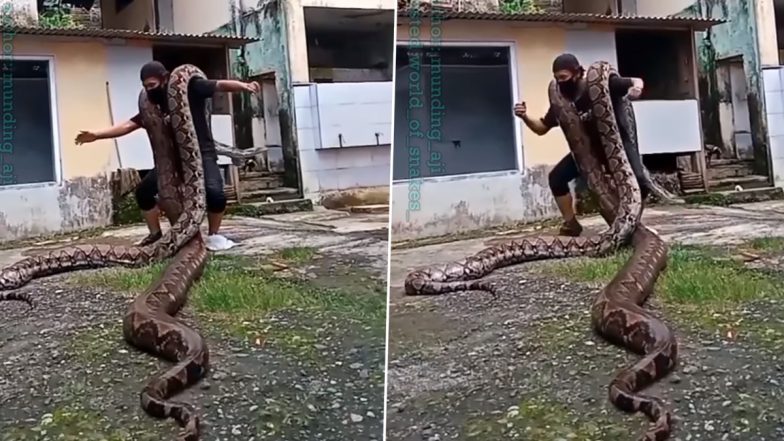 Viral Video: कंधे पर दो विशालकाय अजगरों को लादकर शख्स ने किया डांस, वायरल वीडियो देख हो जाएंगे हैरान