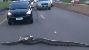 Python Viral Video: जंगल से निकलकर अचानक सड़क पार करने लगा विशालकाय अजगर, देखते ही देखते थम गई गाड़ियां