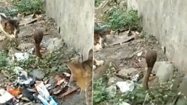 दो बिल्लियों ने घेरकर करना चाहा जहरीले सांप का शिकार, नागराज पर पंजा मारते ही हुआ कुछ ऐसा... (Watch Viral Video)