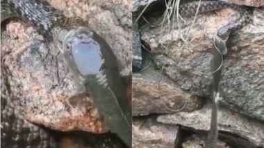 Viral Video: सांप को अपना शिकार बना रही थी मछली, तभी पीछे से उस पर हुआ जानलेवा अटैक