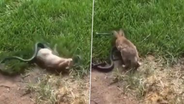 Viral Video: जब विशालकाय सांप को देखते ही उस पर टूट पड़ा खरगोश, दोनों की जबरदस्त लड़ाई का वीडियो हुआ वायरल