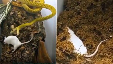 जहरीले सांप ने किया चूहे पर अटैक, नागराज के डसते ही पल भर में हुई मौत (Watch Viral Video)