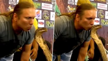 King Cobra Viral Video: जहरीले किंग कोबरा को किस कर रहा था शख्स, फिर नागराज ने पलटकर किया कुछ ऐसा कि...