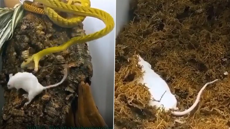 जहरीले सांप ने किया चूहे पर अटैक, नागराज के डसते ही पल भर में हुई मौत (Watch Viral Video)
