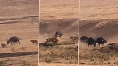 Buffalos and Lions Fight: बछड़े का शिकार करने की कोशिश कर रहे थे शेर, भैंसों के झुंड ने कर दिया हमला, देखें वीडियो