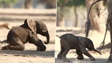 Viral Video: जन्म के बाद पहली बार हाथी के बच्चे के चलने का क्लिप वायरल, देखें मनमोहक वीडियो