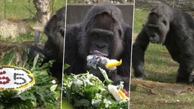 World’s Oldest Living Gorilla: दुनिया की सबसे बुजुर्ग गोरिल्ला ने बर्लिन चिड़ियाघर में मनाया अपना 65वां जन्मदिन, देखें वीडियो