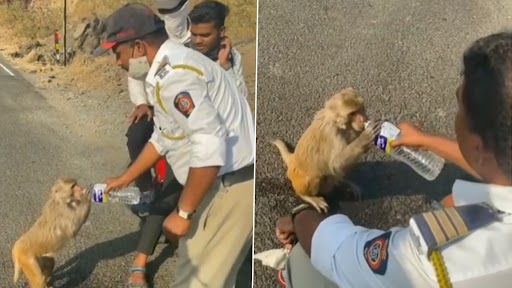 Viral Video: प्यासे बंदर को महाराष्ट्र ट्रैफिक पुलिस ने पिलाया पानी, वीडियो ने जीता नेटिज़न्स का दिल