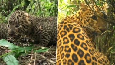 Mama Leopard Reunites With Cubs: मम्मा तेंदुआ अपने शावकों से फिर मिली, उन्हें सुरक्षित स्थान पर ले जाया गया