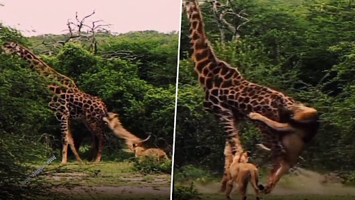 Sher Aur Giraffe Ki Ladai: शेरों के झुंड ने जिराफ पर किया हमला, उसके बाद जो हुआ देखें वीडियो