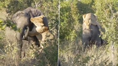 Viral Video: हाथी पर चढ़कर शेरनी ने करना चाहा उसका शिकार, उसके बाद जो हुआ, देखें वीडियो