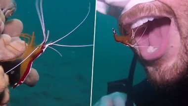 Viral Video: स्कूबाडाइवर का एक झींगा द्वारा समुद्र में अपने दांत साफ करवाने का क्लिप आया सामने, देखें दुर्लभ वीडियो