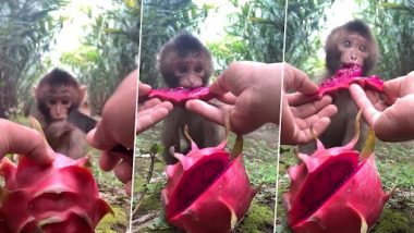 Baby Monkey Eating Dragon Fruit: बेबी मंकी का ड्रैगन फ्रूट खाते हुए क्लिप वायरल, वीडियो देख बन जाएगा दिन