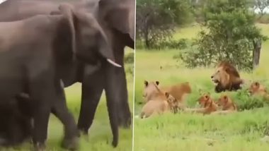 Viral Video: हाथी को देखकर शेरों का झुंड बिल्ली की तरह दूम दबाकर भागे, वीडियो हुआ वायरल