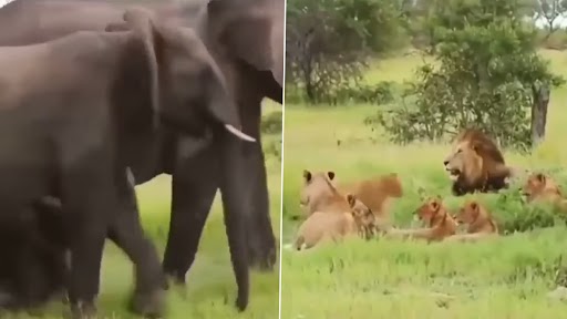 Viral Video: हाथी को देखकर शेरों का झुंड बिल्ली की तरह दूम दबाकर भागे, वीडियो हुआ वायरल