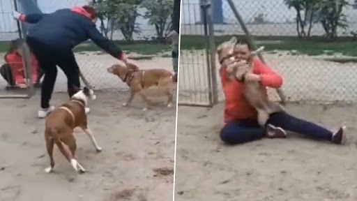 Viral Video: लापता होने के 5 साल बाद डॉग मिला अपनी मालकिन से, वायरल वीडियो देख आंखों में आ जाएंगे आंसू
