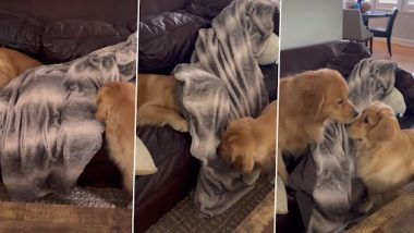 Viral Video: गोल्डन रिट्रीवर डॉग अपने भाई से परेशान होकर कंबल के नीचे छिपा, क्यूट वीडियो वायरल
