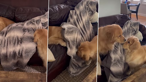 Viral Video: गोल्डन रिट्रीवर डॉग अपने भाई से परेशान होकर कंबल के नीचे छिपा, क्यूट वीडियो वायरल