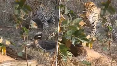Python and Leopard Fight: एक दूसरे का शिकार करने के लिए अजगर और तेंदुए में हुई लड़ाई, देखें कौन जीता