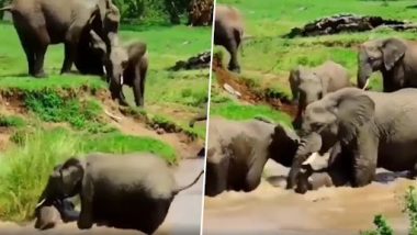 Viral Video: झुंड के संयुक्त प्रयास से हाथी के बच्चे को झरने में बहने से बचाया गया, देखें वीडियो