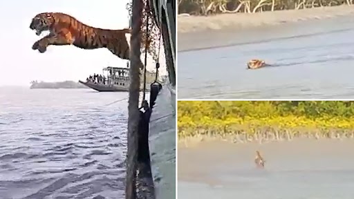 Viral Vide: सुंदरबन में रिलीज के दौरान नाव से टाइगर ने लगाई पानी में छलांग, वीडियो वायरल