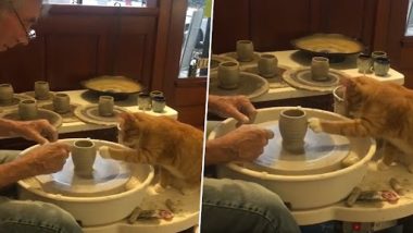 Viral Video: जिज्ञासु बिल्ली मिट्टी के बर्तन बनाने की कोशिश करती है, क्यूट वीडियो वायरल