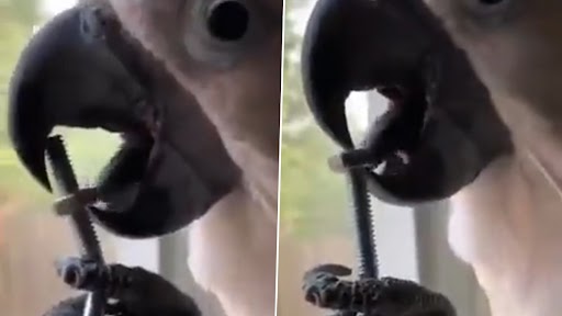 Parrot Opens Nut Bolt With Tongue: सफेद तोते ने जीभ से खोली नट बोल्ट, इंटरनेट पर लोग हुए हैरान, देखें वीडियो