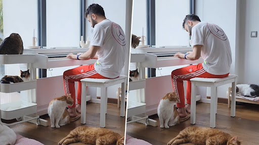 Cats Listen Patiently Piano: कई बिल्लियों का पियानो सुनते हुए मनमोहक क्लिप वायरल, वीडियो देख बन जाएगा दिन