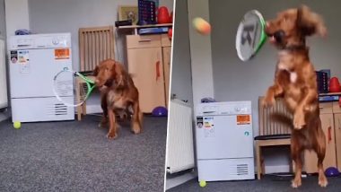 Dog Plays Tennis: प्रोफेशनल की तरह टेनिस खेलता है यह डॉग, वीडियो देख रह जाएंगे दंग