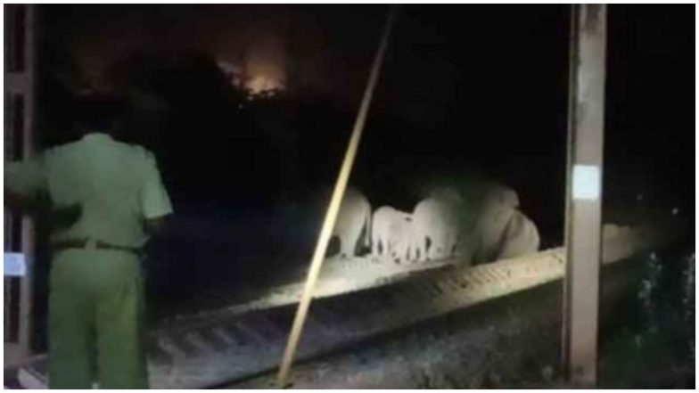 Jharkhand: ट्रेन की चपेट में आकर तीन हाथियों की मौत, गुस्साये साथियों के 'विरोध प्रदर्शन' से 12 घंटे ठप रही रेल लाइन